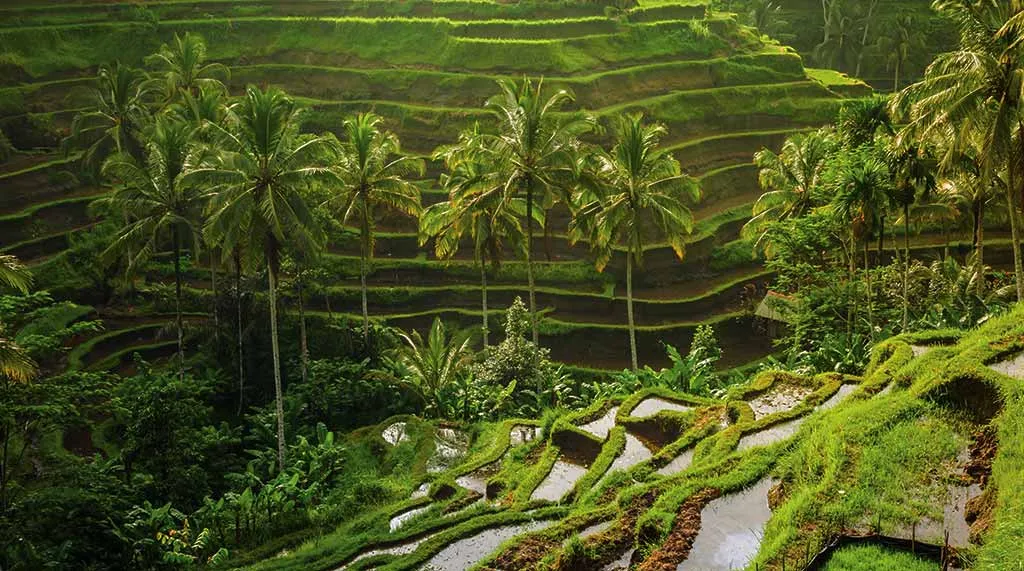 تور ماه عسل بالی